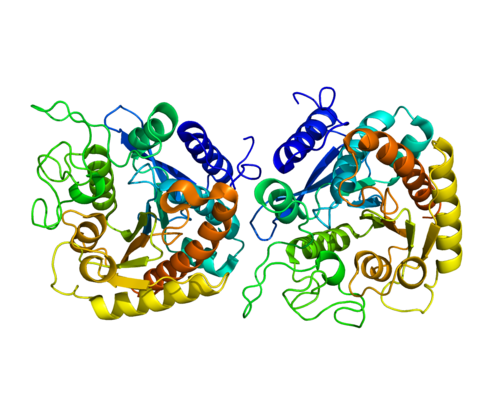 Carboxypeptidase A1